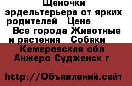 Щеночки эрдельтерьера от ярких родителей › Цена ­ 25 000 - Все города Животные и растения » Собаки   . Кемеровская обл.,Анжеро-Судженск г.